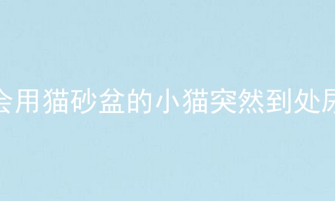 会用猫砂盆的小猫突然到处尿