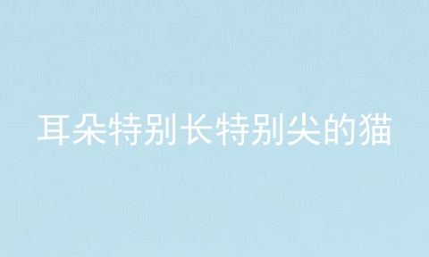 耳朵特别长特别尖的猫