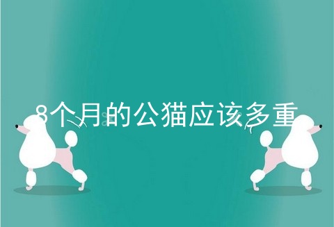 8个月的公猫应该多重