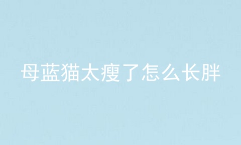 母蓝猫太瘦了怎么长胖