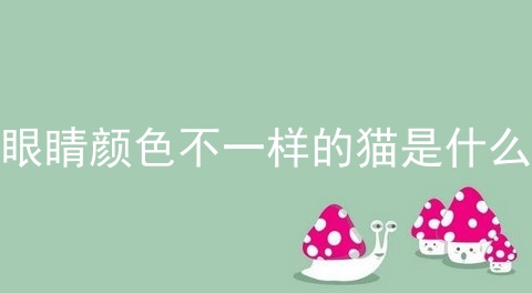 两只眼睛颜色不一样的猫是什么品种