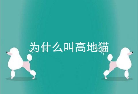 为什么叫高地猫