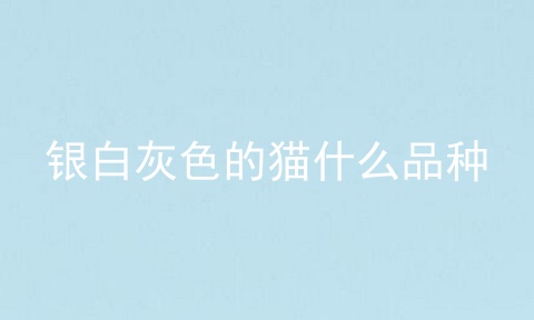 银白灰色的猫什么品种