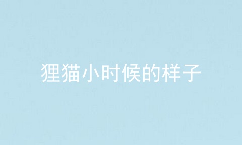 狸猫小时候的样子