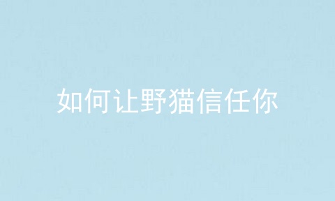 如何让野猫信任你