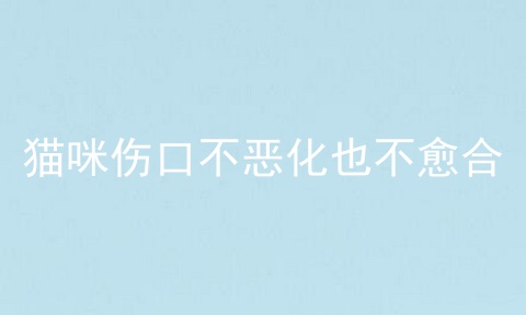 猫咪伤口不恶化也不愈合