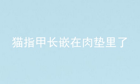 猫指甲长嵌在肉垫里了