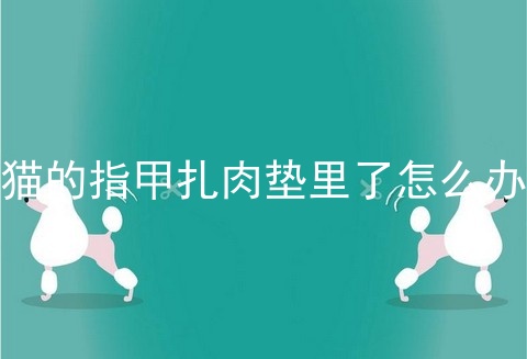 猫的指甲扎肉垫里了怎么办