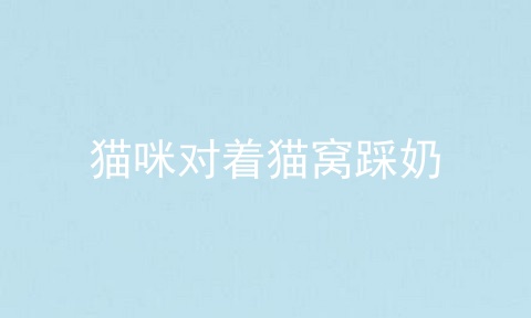 猫咪对着猫窝踩奶