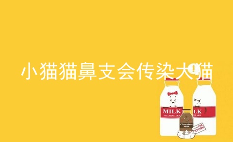 小猫猫鼻支会传染大猫