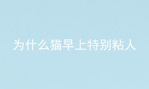 为什么猫早上特别粘人