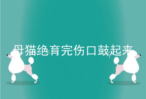 母猫绝育完伤口鼓起来