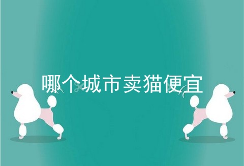 哪个城市卖猫便宜