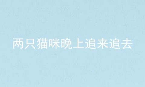 两只猫咪晚上追来追去