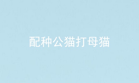 配种公猫打母猫