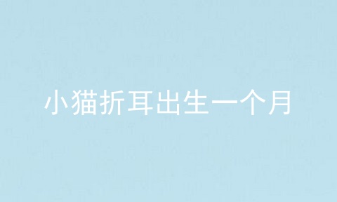 小猫折耳出生一个月