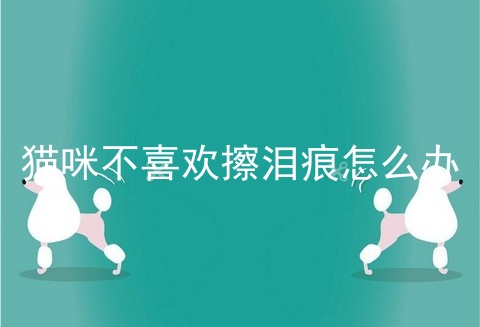 猫咪不喜欢擦泪痕怎么办