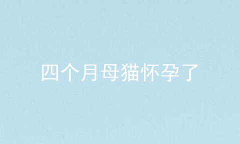 四个月母猫怀孕了
