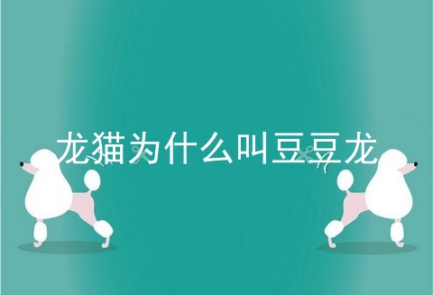龙猫为什么叫豆豆龙
