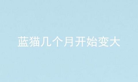 蓝猫几个月开始变大