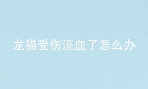 龙猫受伤流血了怎么办