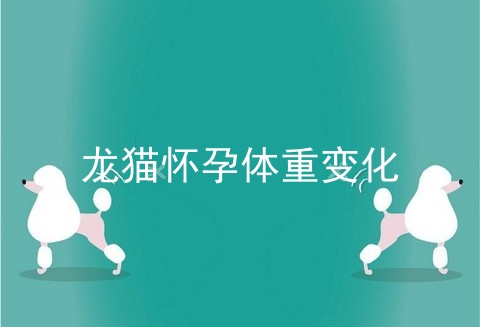龙猫怀孕体重变化