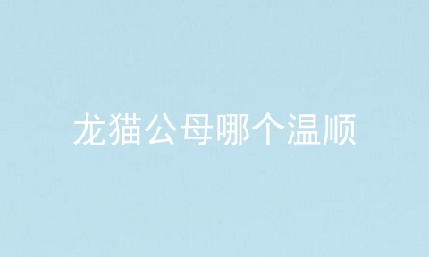 龙猫公母哪个温顺