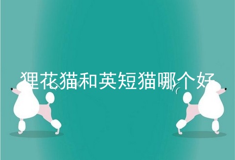 狸花猫和<a href=/cat/13.html target=_blank class=infotextkey>英短</a>猫哪个好