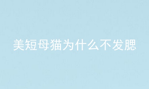 美短母猫为什么不发腮
