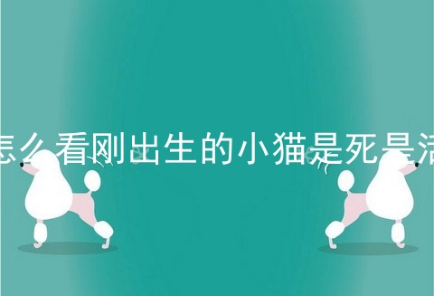 怎么看刚出生的小猫是死是活