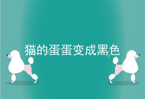 猫的蛋蛋变成黑色