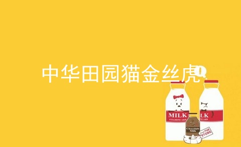 中华田园猫金丝虎