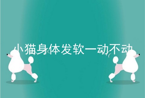 小猫身体发软一动不动