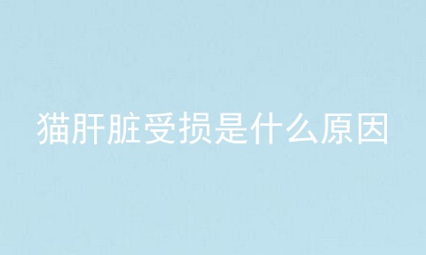猫肝脏受损是什么原因