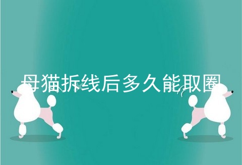 母猫拆线后多久能取圈