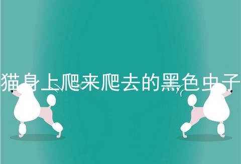 猫身上爬来爬去的黑色虫子