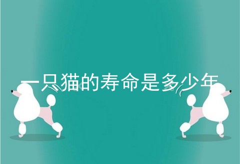 一只猫的寿命是多少年