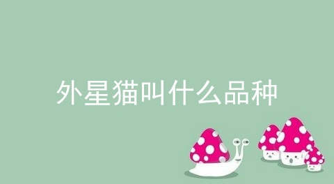 外星猫叫什么品种