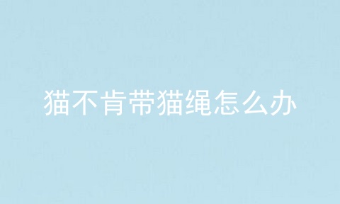 猫不肯带猫绳怎么办