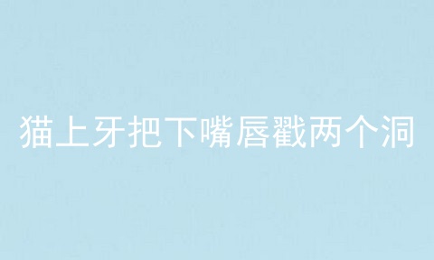 猫上牙把下嘴唇戳两个洞