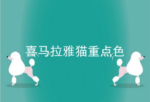 喜马拉雅猫重点色
