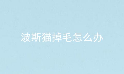波斯猫掉毛怎么办