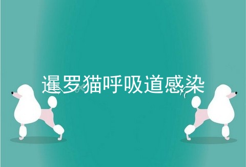 暹罗猫呼吸道感染
