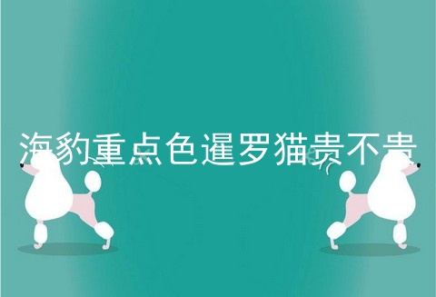 海豹重点色暹罗猫贵不贵