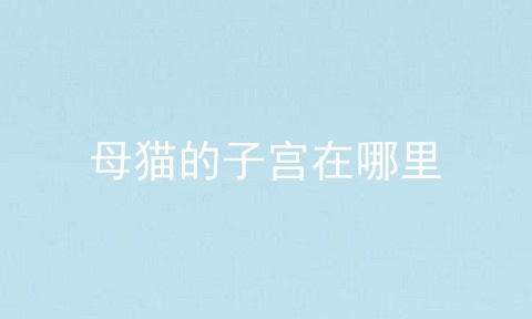 母猫的子宫在哪里