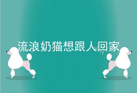 流浪奶猫想跟人回家