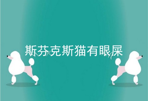 斯芬克斯猫有眼屎