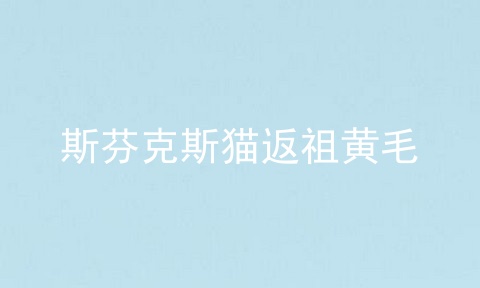 斯芬克斯猫返祖黄毛