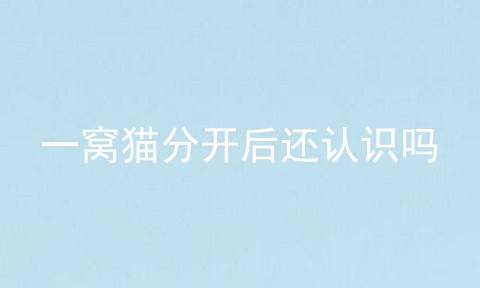 一窝猫分开后还认识吗