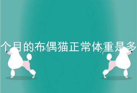 七个月的布偶猫正常体重是多少